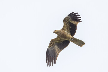 Whistling Kite in Queensland Australia