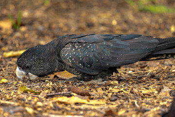Red-tailed Black Cockatoo in Queensland Australia