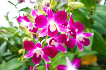 Fototapeta na wymiar purple orchids flower blooming beautiful nature in garden park Thailand 
