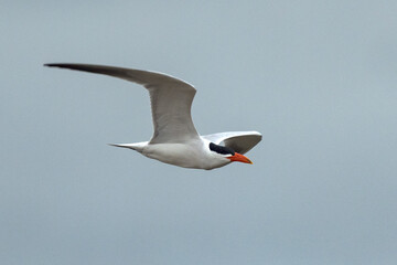 Caspian Tern in Queensland Australia
