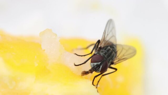 the fly feeds on the egg yolk