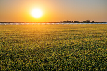 Aerial view of green wheat in spring field. Agriculture scene. Wheat field nature landscape at sunset.