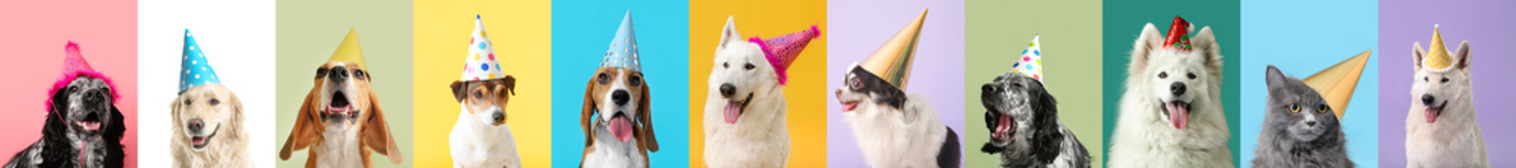 Many dogs and cat in party hats on colorful background - obrazy, fototapety, plakaty