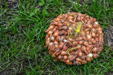 Obraz premium Small bulbs of onions for planting in assortment