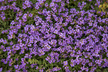 a floral background with small aubrieta blossoms