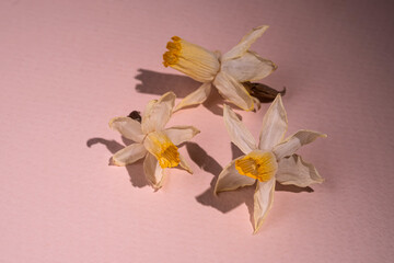 A dried narcissus flower on a beige background.