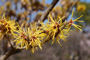 シナマンサクの花