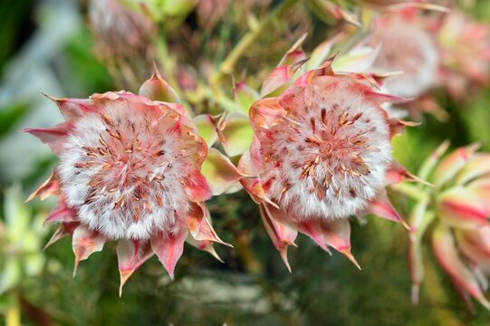 セルリアの花 の画像 112 件の Stock 写真 ベクターおよびビデオ Adobe Stock