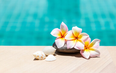 Tropical nature concept background, Plumeria flower on the stone with seashell over blurred blue water, summer outdoor day light