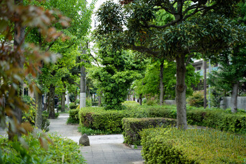 神奈川県川崎市の緑のある遊歩道