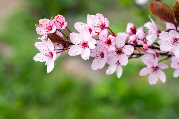 Obraz na płótnie Canvas Cherry blossom branch in spring
