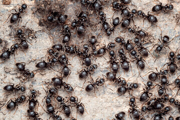 Close-up view of ants in an anthill