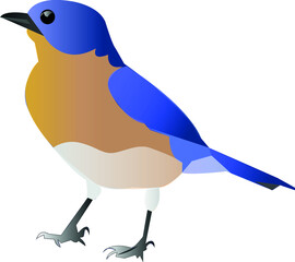 good looking blue bird