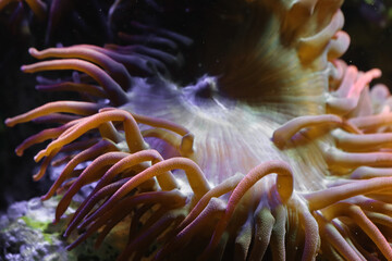 Naklejka na ściany i meble Coral polyps, bladder anemone.