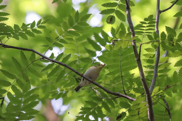A small forest bird on a branch in the forest.