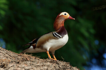 Male mandarin duck guarding from a high place near the nest