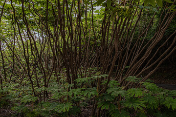 Obraz premium 堂ヶ島のトンボロ周辺の林