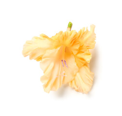 Delicate gladiolus flower isolated on white background - obrazy, fototapety, plakaty