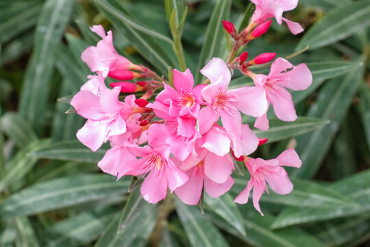 Beautiful pink rhododendron flowers with green leaves, closeup