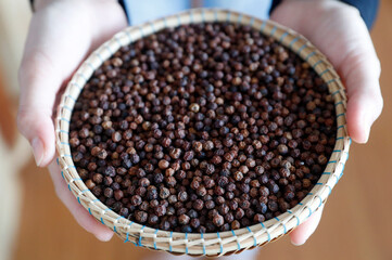 Agriculture. Cambodia.  Daily life. Asia.