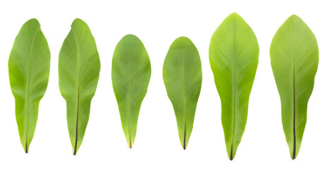 green Bird’s nest fern leaves isolated on white background,Clipping path