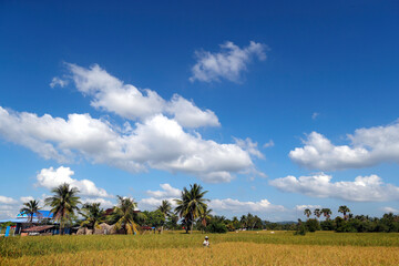 Agriculture. Cambodia.