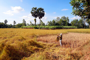 Agriculture. Cambodia.