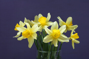 yellow daffodils in close-up on a purple.