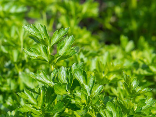 Twigs of green parsley growing in a garden bed. Parsley close-up growing in the garden