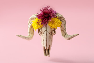 Skull of sheep with flowers on pink background
