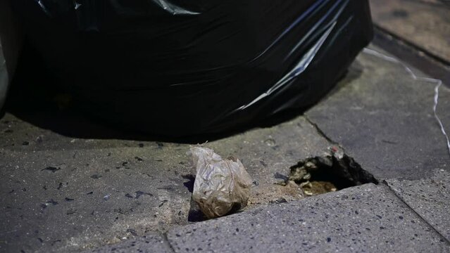 4K Rat out of pavement hole to find food scraps in the garbage bags