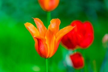 Fototapeta premium tulips
