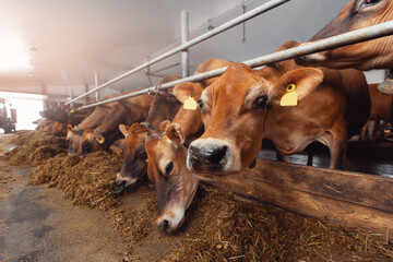Modern farm cowshed for jersey red cow eating fodder. Banner industry livestock
