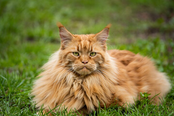 Naklejka na ściany i meble a red-haired Maine Coon cat sits in a green garden