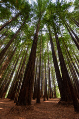 Cement Creek, Redwood Forest, Warburton, Victoria, Australia