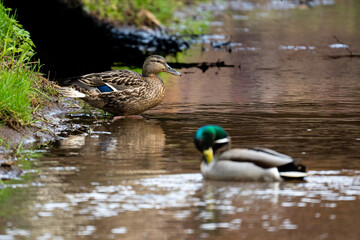 Male and female mallard ducks swim in a pond in search of food.