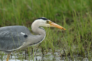A Grey Heron, Ardea cinerea, hunting along the edge of a stream. It has just caught a small fish and is about to eat it.	