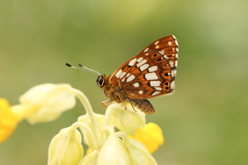 A rare Duke of Burgundy Butterfly, Hamearis lucina, perching on a Cowslip flower in springtime.	
