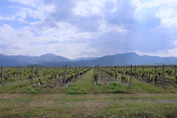 Uprawa winorośli w Czarnogórze - obrazy, fototapety, plakaty