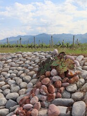 Młoda uprawa winorośli w Czarnogórze - obrazy, fototapety, plakaty