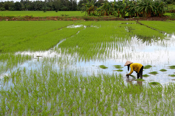 Agriculture.  Daily life. Asia.