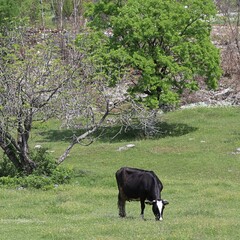 Czarna krowa na pastwisku w górach