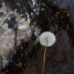 Wiosenny dmuchawiec rosnący obok skały