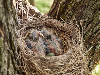 Nest with newborn blackbird chicks and egg. Natural selection and life of blackbirds in the wild.