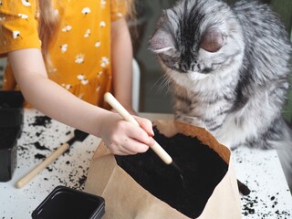 Little toddler girl planting seeds in the pots with cat. Love of pets. Funny and curious pets. Home gardening, transplanting plants, seedlings