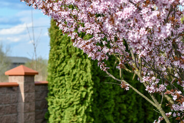blooming tree in spring
