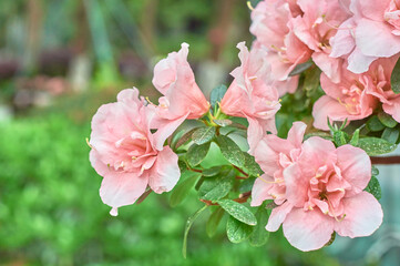 pink rhododendron blooming in spring