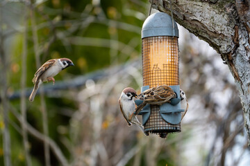 sparrows sit on the feeder and et oil with seeds and nuts in the spring garden