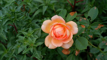 Blooming orange English rose in the garden on a sunny day