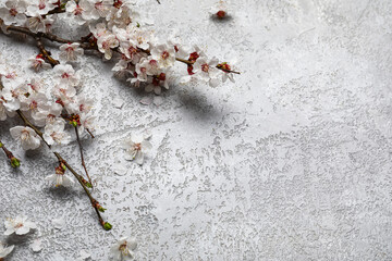 Beautiful blooming spring branches on grey background